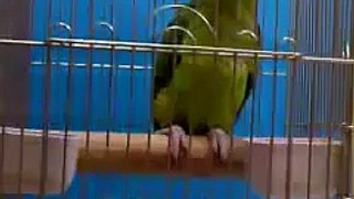 Parrot reciting The Qur'an - Amazing Video SubhanAllah