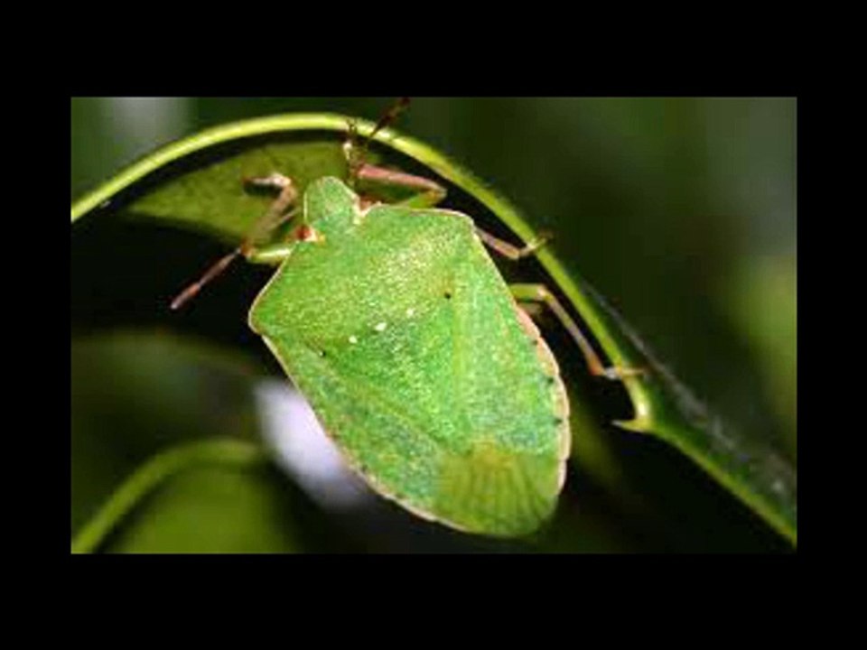 Come allontanare ed eliminare le cimici verdi da casa, i rimedi naturali