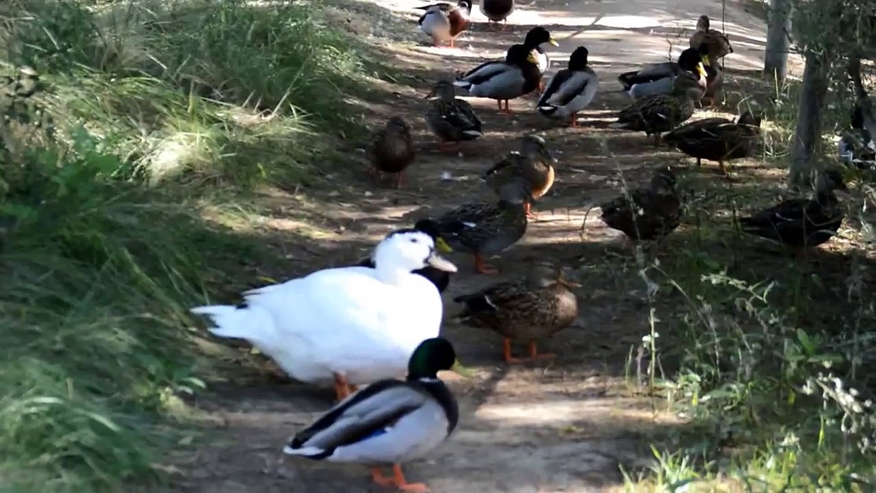 Concentración de patos en els Muntanyans