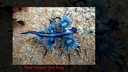 Top 10 Strangest Sea Creatures