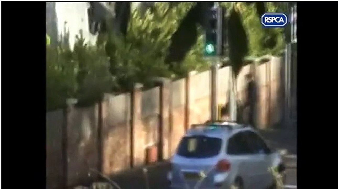 Horrific £100million puppy farm trade as 100 smuggling gangs sell sick pets to unsuspecting families 14Oct15