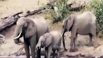 THE Crocodile Attacked Elephant's trunk AND FIGHTING EACHOTHER
