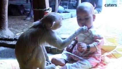Cute Friendship Between A Monkey And A Baby