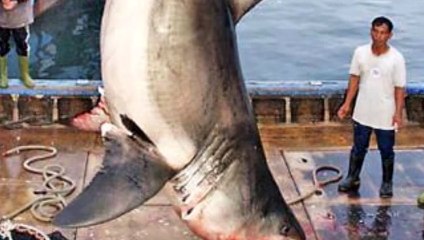 Biggest great white shark in  the world