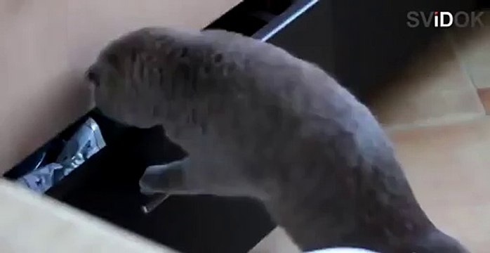 Котика застукали на месте преступления