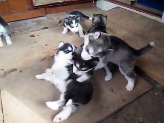 Alaskan Malamute pups playing.