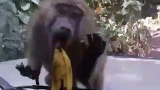 Monkey Eat Banana So Funny Video _ Sonu HD Songs
