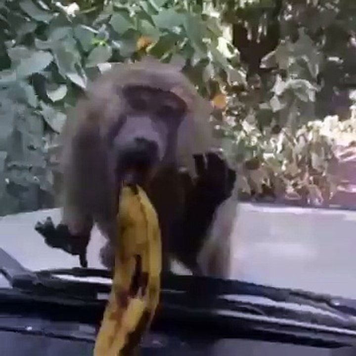 Monkey Eat Banana So Funny Video _ Sonu HD Songs