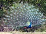 Peacock Beauty Must You Like _ Sonu HD Songs