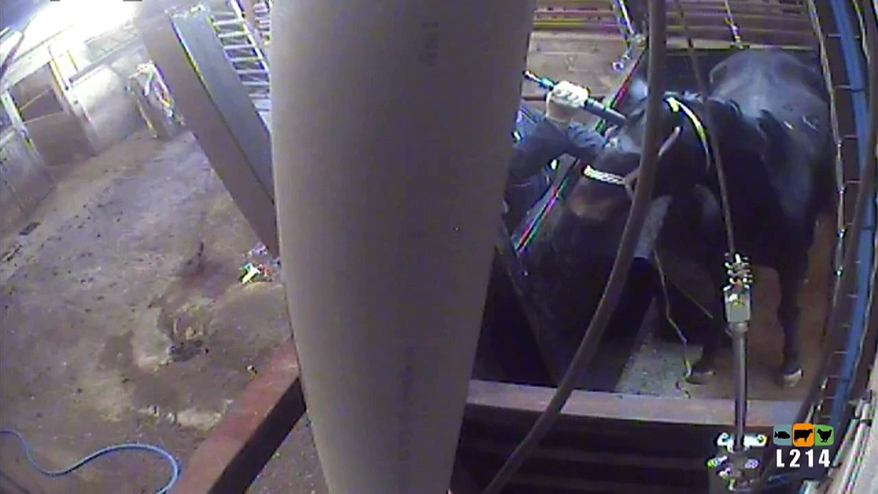 French slaughterhouse closes down over shocking video video Dailymotion