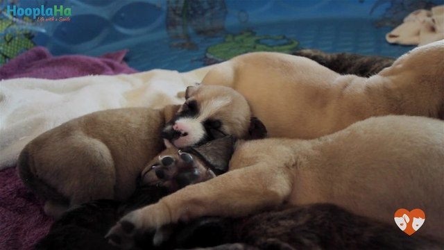 10 Unweaned Puppies Lose Mom and are Hand-Raised by Rescuers - PAWsitive