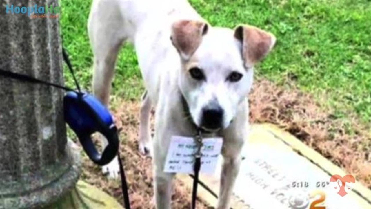 Good Samaritan Walks 3 Miles to Save Dog Tied to a Pole and Abandoned in Park - PAWsitive