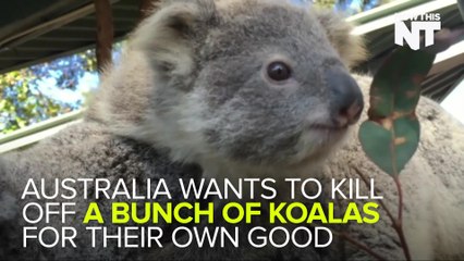 There Is A Chlamydia Outbreak Threatening The Koala Population