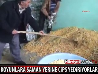 Koyunlara saman yerine Çitos Veriyos