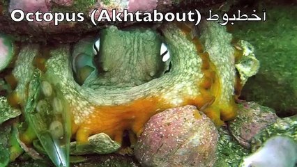 sea creatures for kids عالم البحار للاطفال