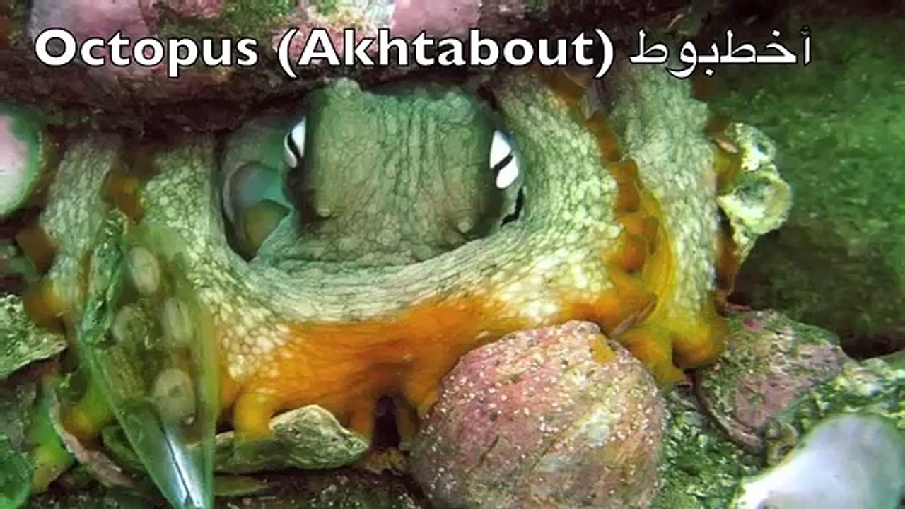 sea creatures for kids عالم البحار للاطفال