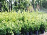 We Deliver and Plant Fast Growing Screening Trees in NJ