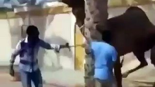 Camel bites Head (Most Amazing)