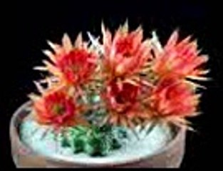 Time-Lapse: Beautiful Cacti Bloom Before Your Eyes - National Geographic Documentary