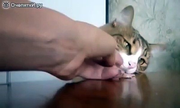 Хитрый кот ест ветчину!