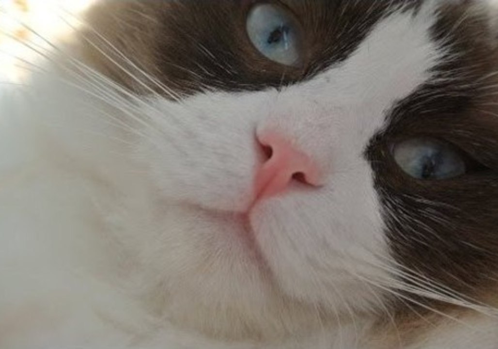 Timo the Cat Loves to Hunt Birds