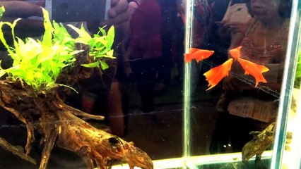 BETTA FISH EXHIBITION @ JAKARTA - INDONESIA (PAMERAN CUPANG DI JAKARTA - INDONESIA)