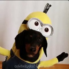 Perros Minions! JAJAJA Debes ver este Video es muy divertido