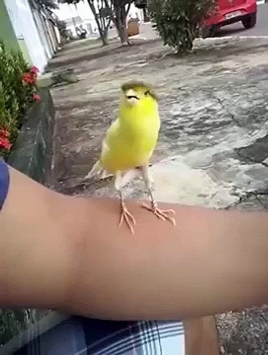 Funniest Bird Sound Ever