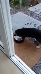 Confused puppy digs for a bone