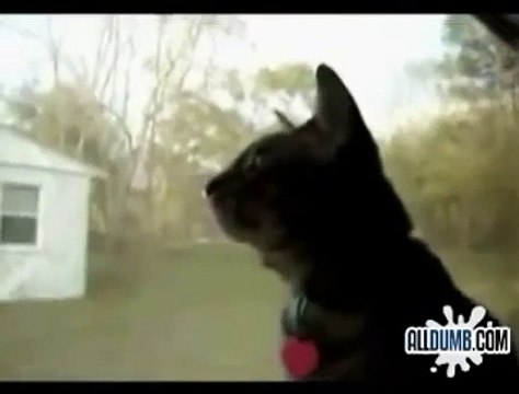 GATO QUE LADRA COMO PERRO!! IMPERDIBLE!! humor gatos - video divertido gatos chistosos