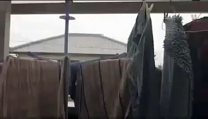Gato volador - Salto divertido