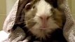 Hilarious! This Guy Interviews His Guinea Pig Funny Videos HD Videos Funny Pranks Funny Videos 2014