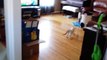 Playing Fetch With My Funny Cat (Cute Kitten). Is My Cat A Dog-