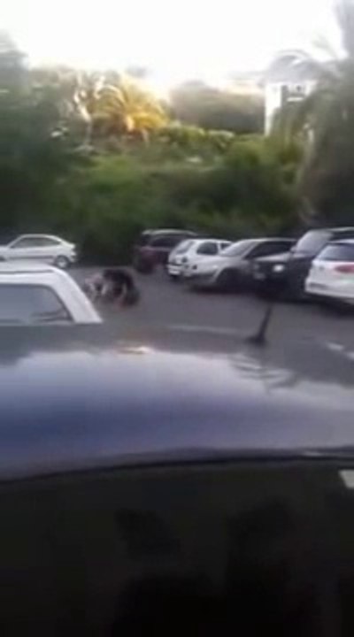Bagarre un arabe racaille en carton VS Un gros vilain Marseillais