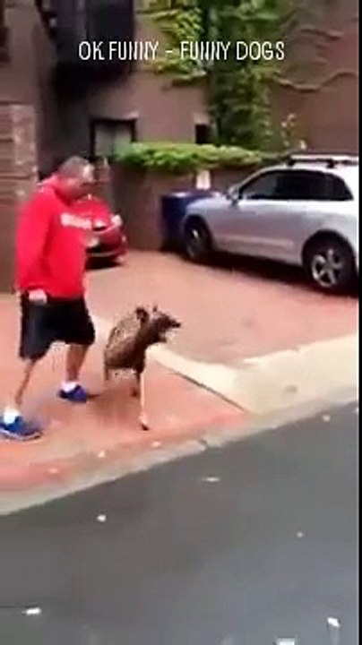 Funny Dogs - Funny Animals - Funny Cats - Funny Videos Animals 2015 Part 5