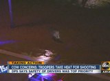 Cow concerns: Troopers take heat for shooting