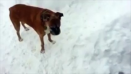 Dog tricks puppy not once, but twice!