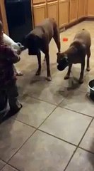 3 Dogs, Baby Boy And A Laser Pointer What Happen Next Make You Smile