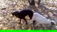 Dog mating gote