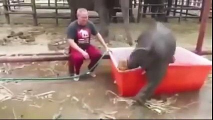 Like a toddler at bath time - so cute! This little guy is at an elephant sanctuary in Thailand.