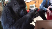 Massive Gorilla love to play with Kittens and it's adorable