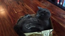 This funny Cat can't help fighting his own tail while sitting in his box
