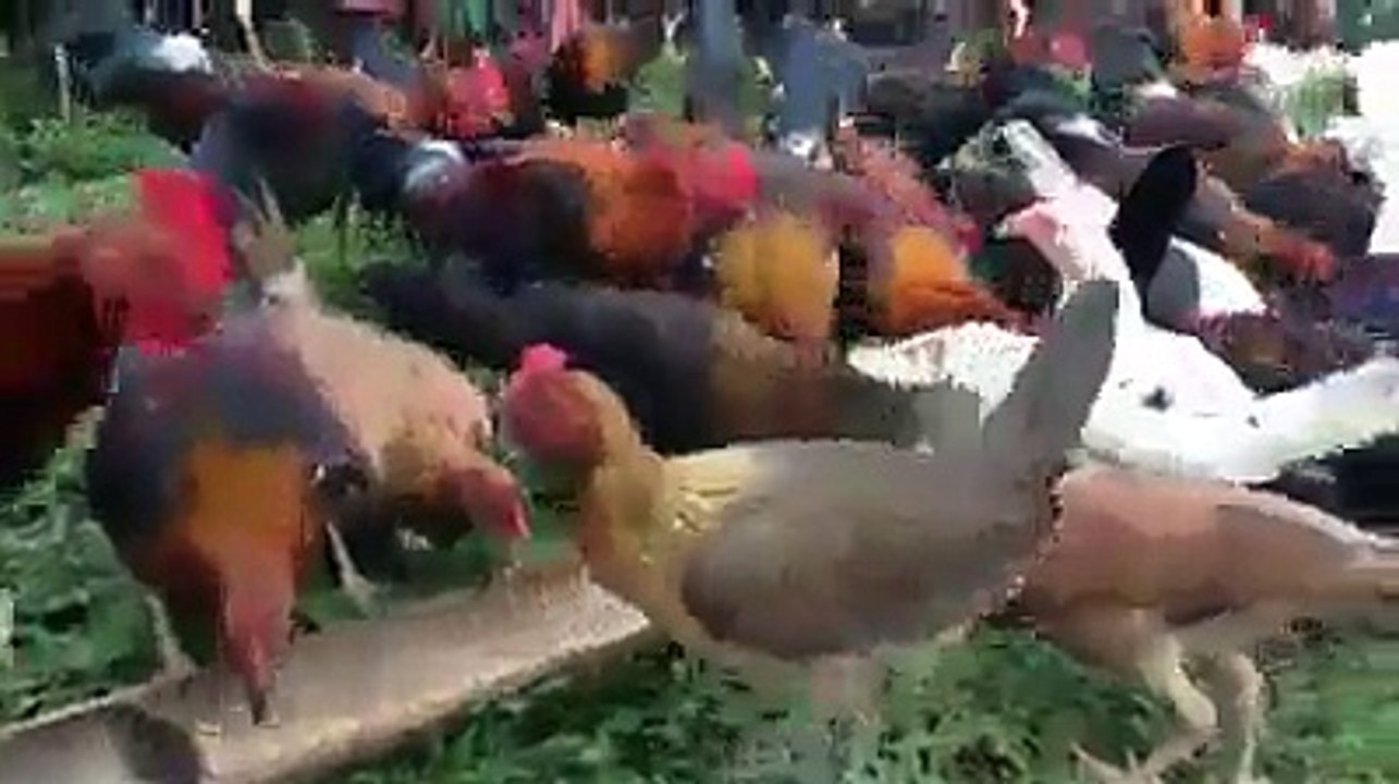 Garnitürlü Beşamel Soslu Tavuk Sarma Tarifi - Nefis Yemek Tarifleri - Funny Video - video Droles