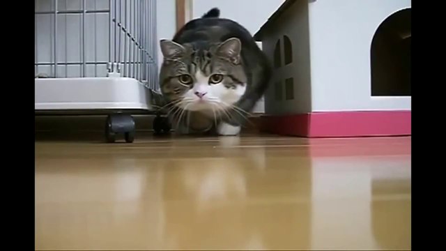 Cats smiling with real Human lips is really creepy!