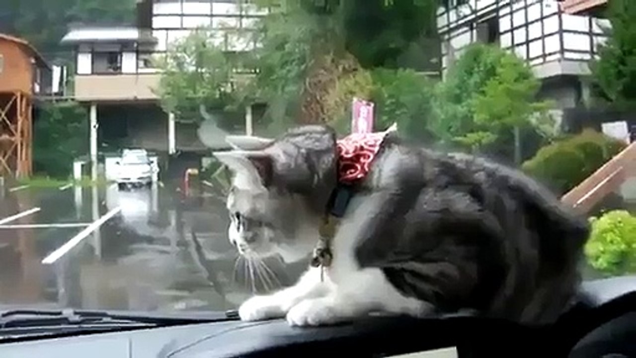 Şaşkın Kedi