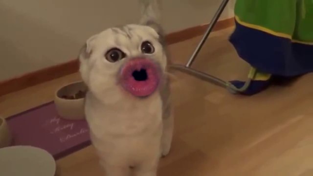 Des chats avec des bouches humaines... Vidéo WTF un peu flippante!