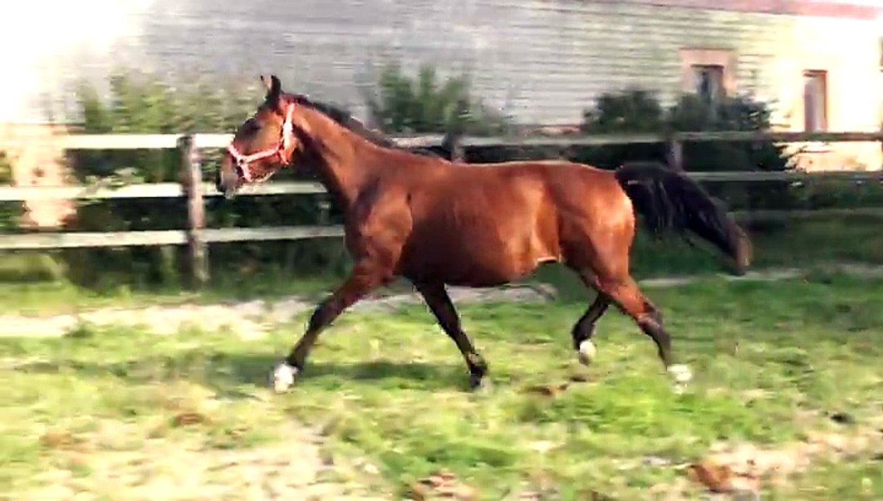 ETIENOS DE CHENOU DANS SON PADDOCK