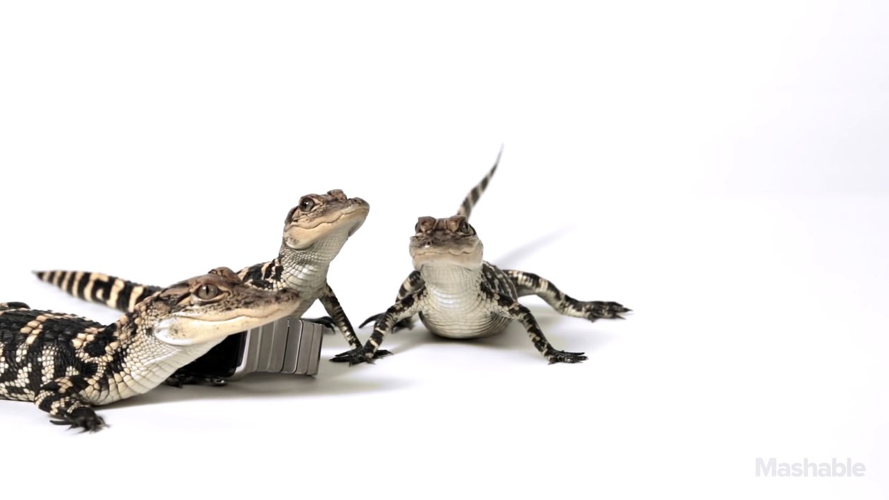 Zoo Animals Review the Apple Watch