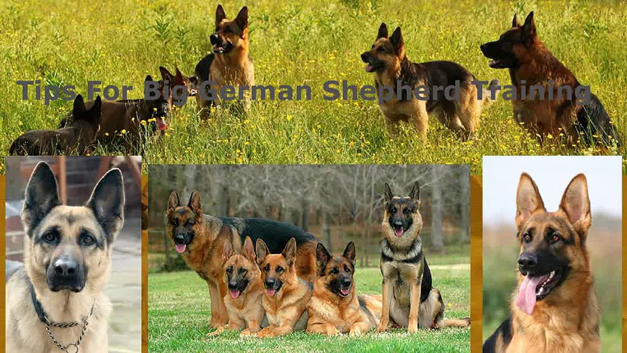 Training Tips | Texas Big German Shepherd | Dailymotion
