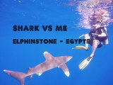 shark vs me  elphinstone reef egypte 20015